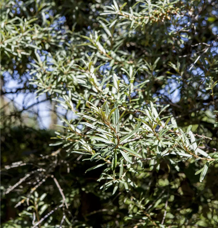 Rakytník Pollmix, opeľovač detail stromu