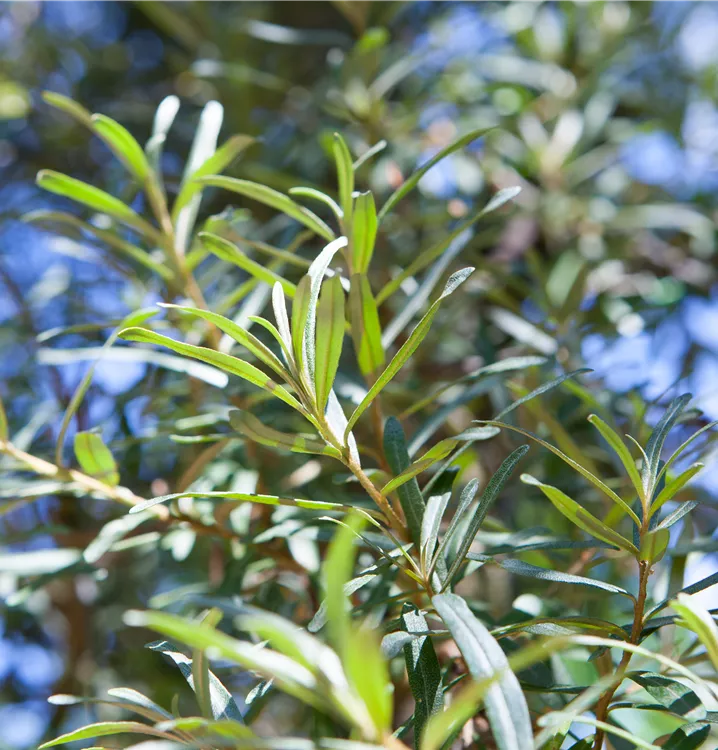Rakytník Pollmix, opeľovač detail