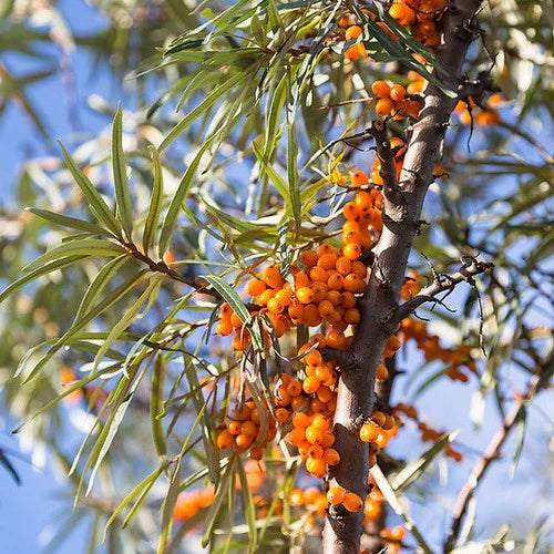 rakytník Friesdorfer orange oranžové plody 