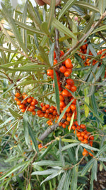 rakytník rešetliakový Krasavica oranžovočervené plody 