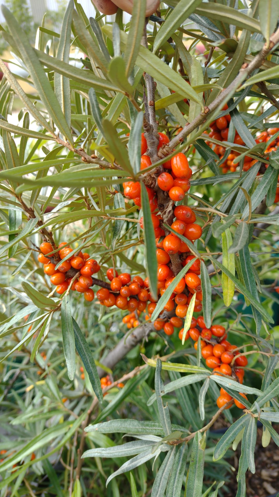 rakytník rešetliakový Krasavica oranžovočervené plody 