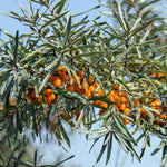 rakytník Ananasná oranžové plody 