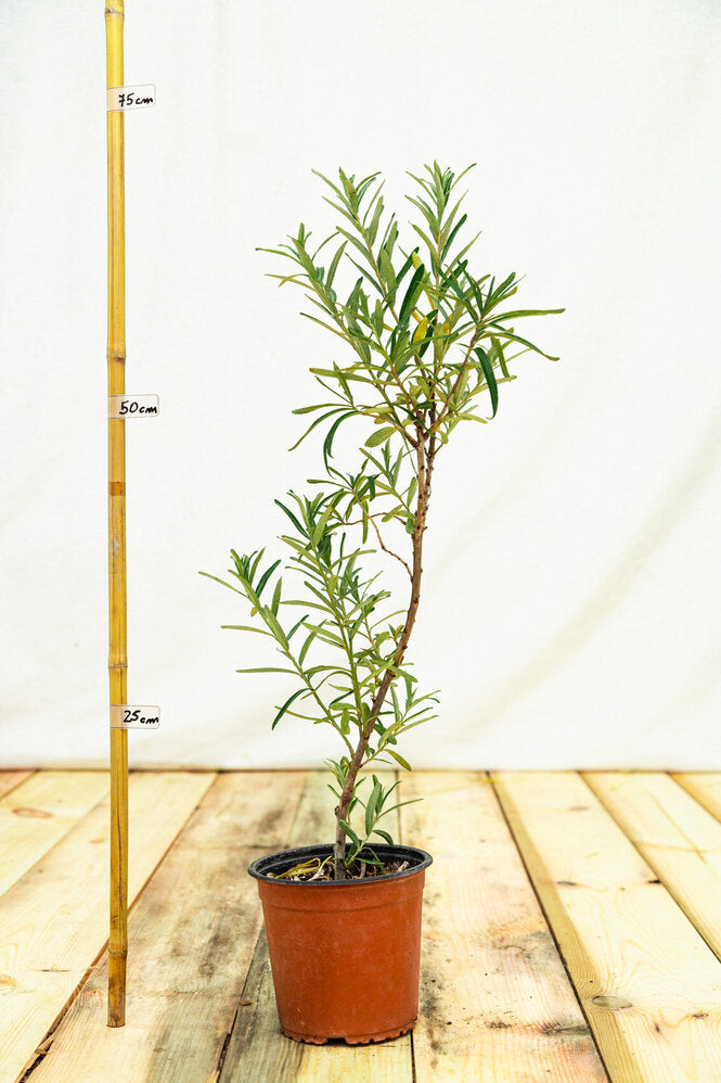 rakytník rešetliakový Botanica Botanika ker kontajner