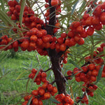 Rakytník rešetliakový Červená Pochodeň červené plody 
