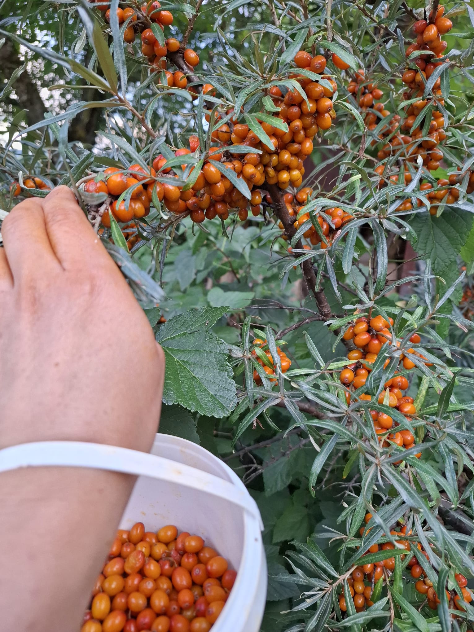 rakytník rešetliakový Krasavica oranžovočervené plody zber 