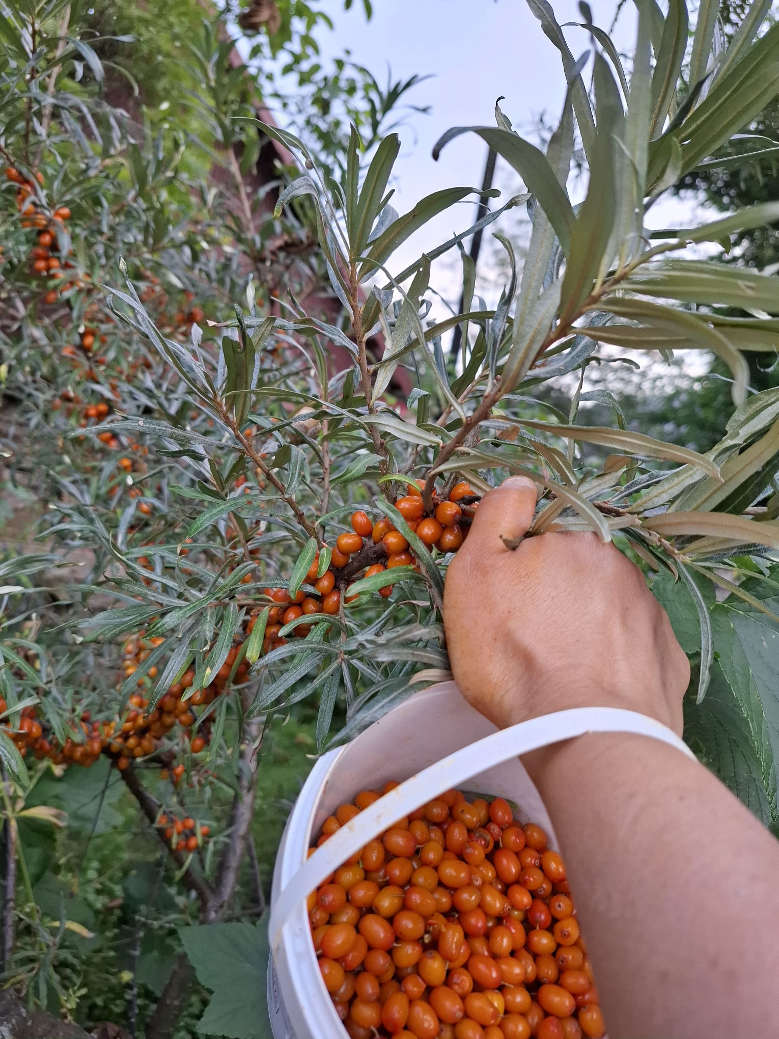rakytník rešetliakový Krasavica oranžovočervené plody zber