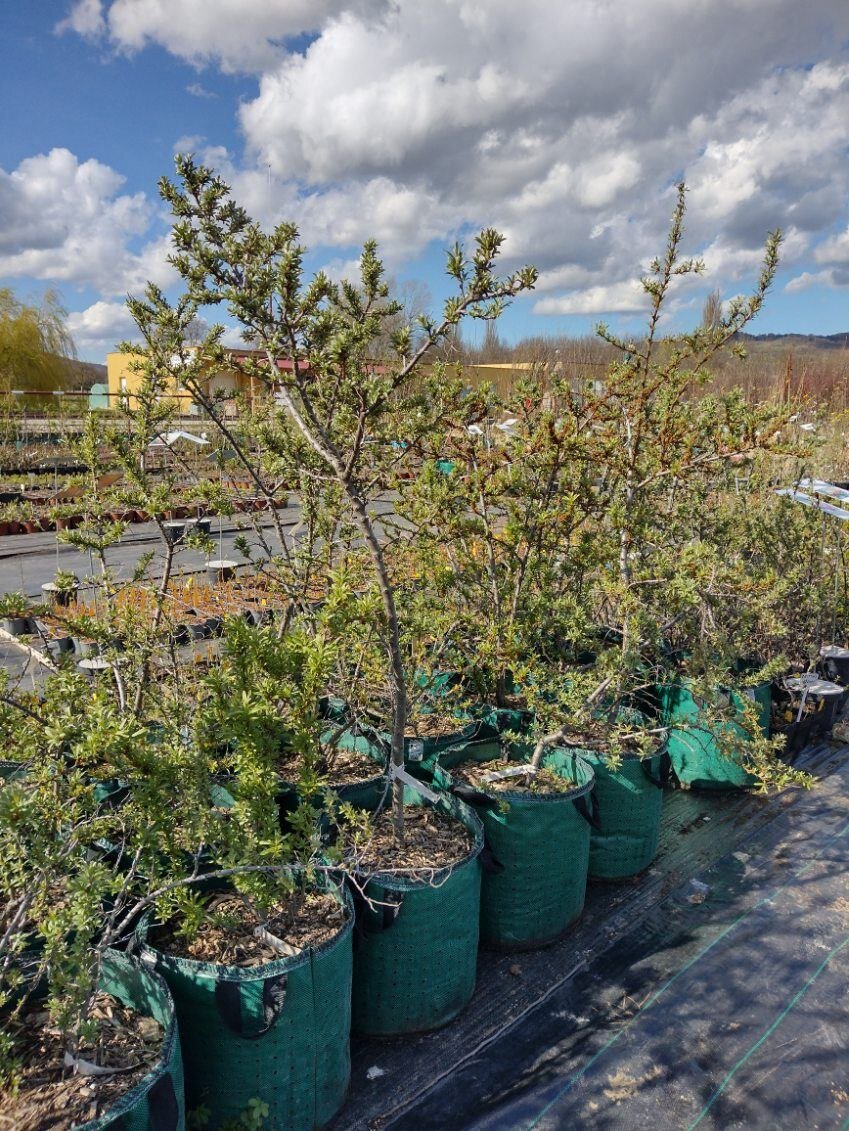 rakytník rešetliakový Slniečko ker airpot  OKRRSLNAP50