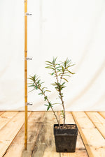 rakytnik rešetliakovy altajská kontajner ker OKRRALTAK