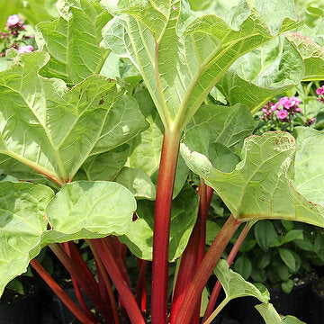 Rebarbora Canada Red listy a červené stonky  OBREBCRK