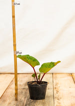 Rebarbora Canada Red kontajner OBREBCRK