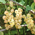 Ríbezľa biela Primus plody detail ovocný ker