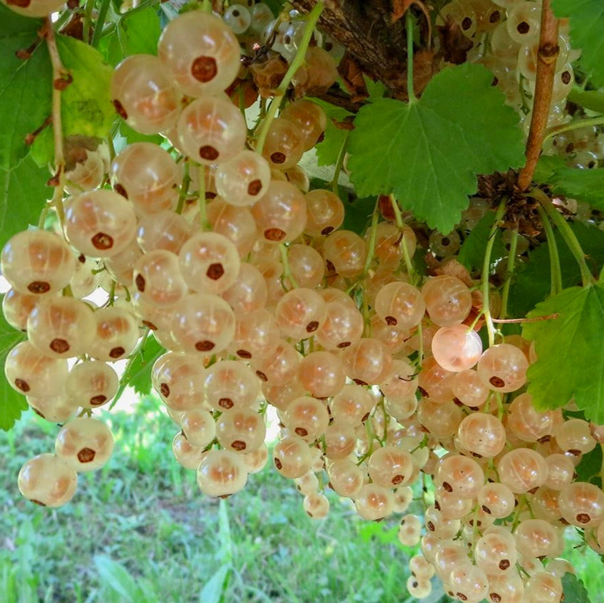 Ríbezľa biela Versailský Biely plody detail ovocný ker