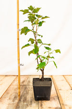 Ríbezľa biela Versailský Biely rastlina kontajner OKRBVERBK