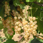 Ríbezľa biela Viktória plody detail ovocný ker