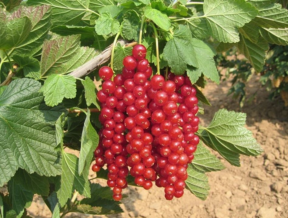 Ríbezľa červená Rovada plody detail ker