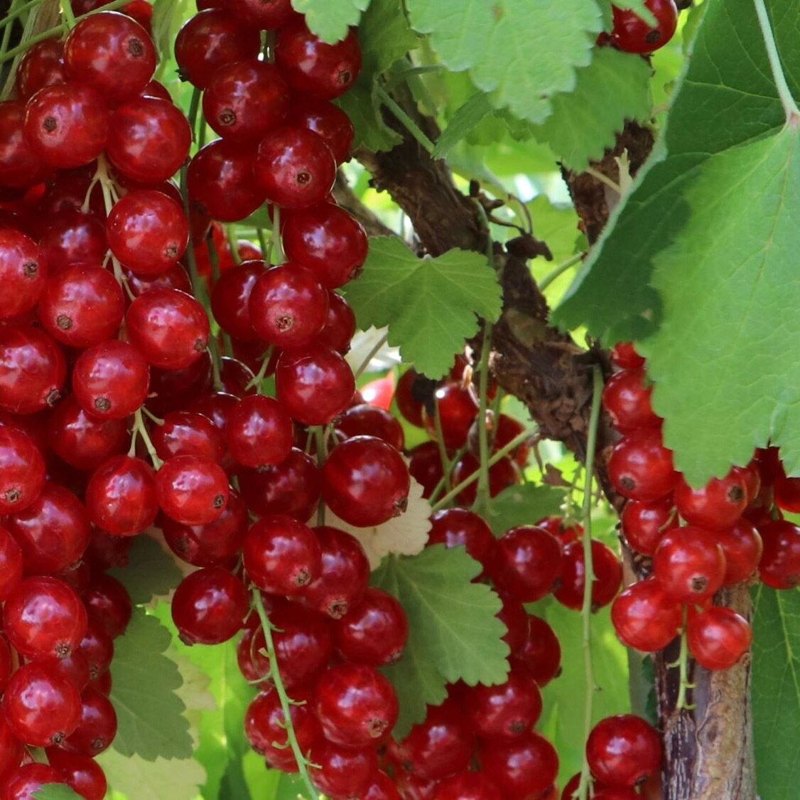 Ríbezľa červená Tatran plody detail ovocný ker