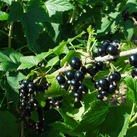 ríbezľa čierna Otelo plody 