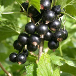 Ríbezľa čierna Bona plody detail ovocný ker