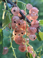 Ríbezľa ružová Lubawa plody detail strapec ríbezlí ovocný ker