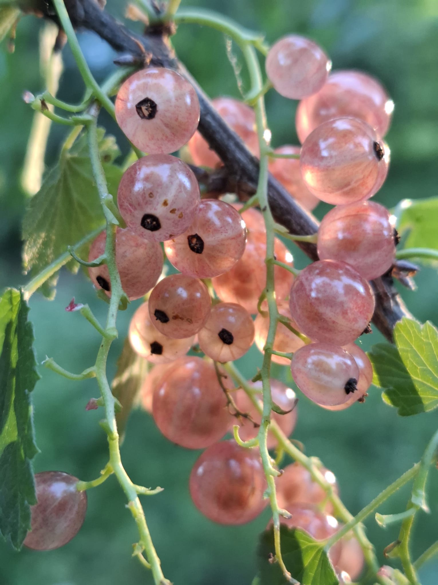 Ríbezľa ružová Lubawa plody detail strapec ríbezlí ovocný ker