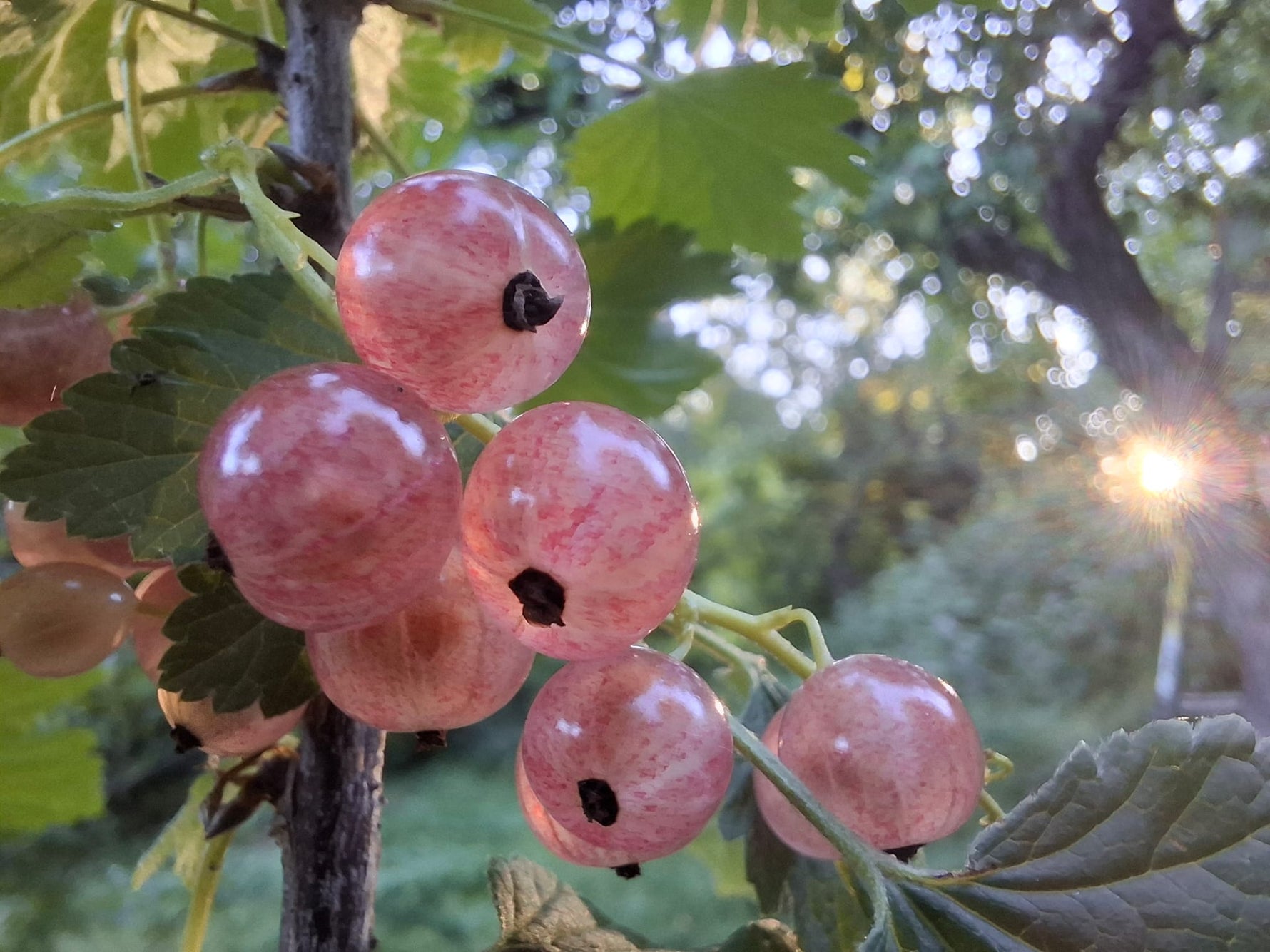 Ríbezľa ružová Lubawa plody detail ovocný ker
