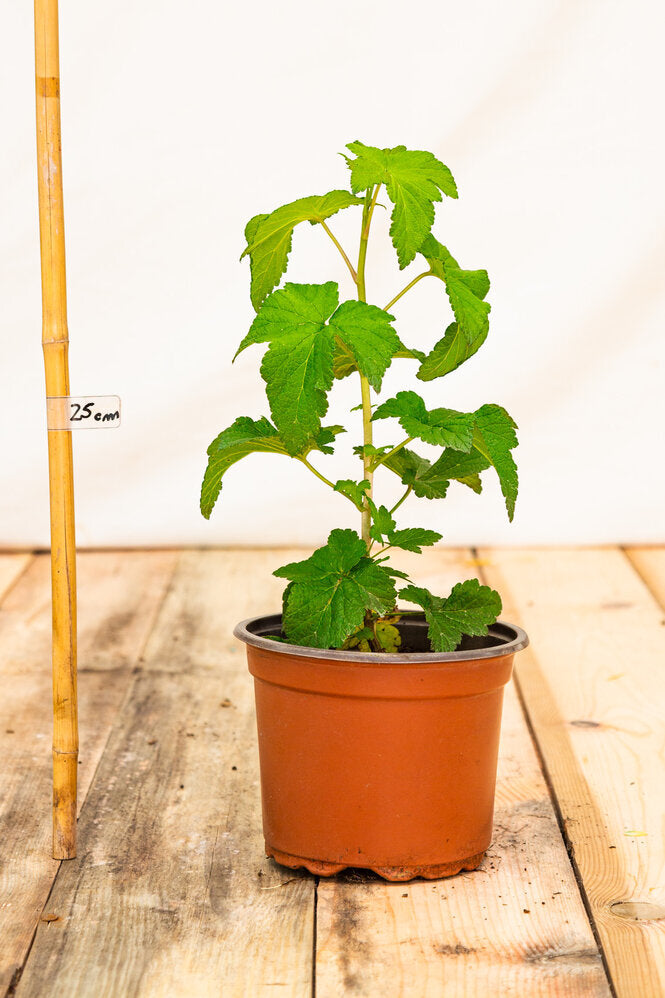 Ríbezľa čierna Bona rastlina kontajner 	
OKRCBONK