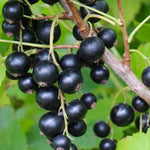 Ríbezľa čierna Cassisima Black Bells plody detail ovocný ker