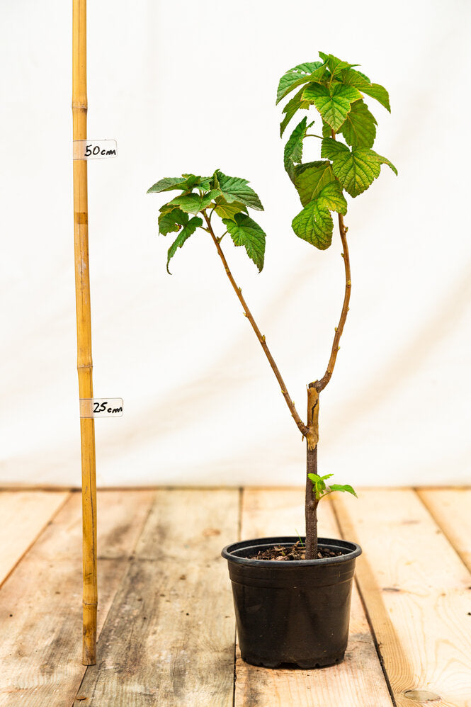 Ríbezľa čierna Öjebyn plody detail ovocný ker OKRCOJEK