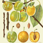 Ringlota Ontário plody detail