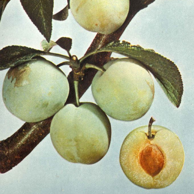 Ringlota Oulinská plody detail