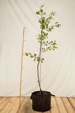 Ringlota Oullinská strom airpot arbotaška