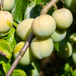 Ringlota Wazonova plody detail