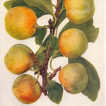 Ringlota Zelená plody detail