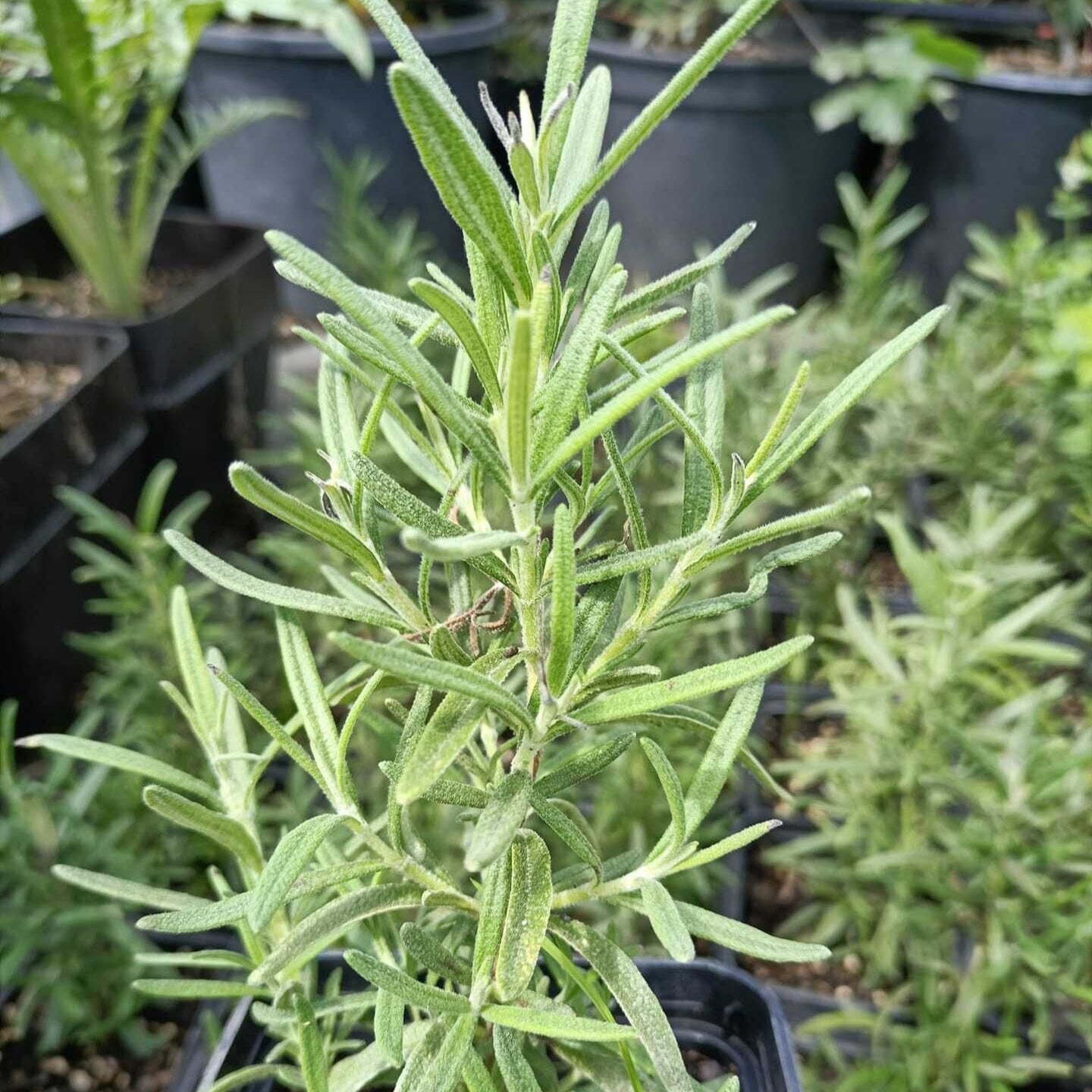 Rozmarín lekársky bylinka  OBRLEKK