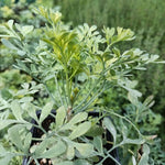 Ruta voňavá bylinka 		
OBRVONK