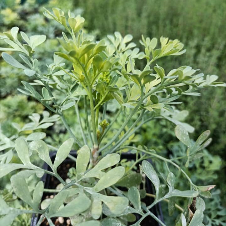 Ruta voňavá bylinka 		
OBRVONK