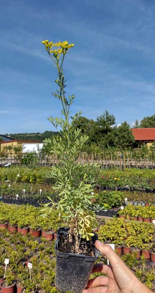 Ruta voňavá kontajner