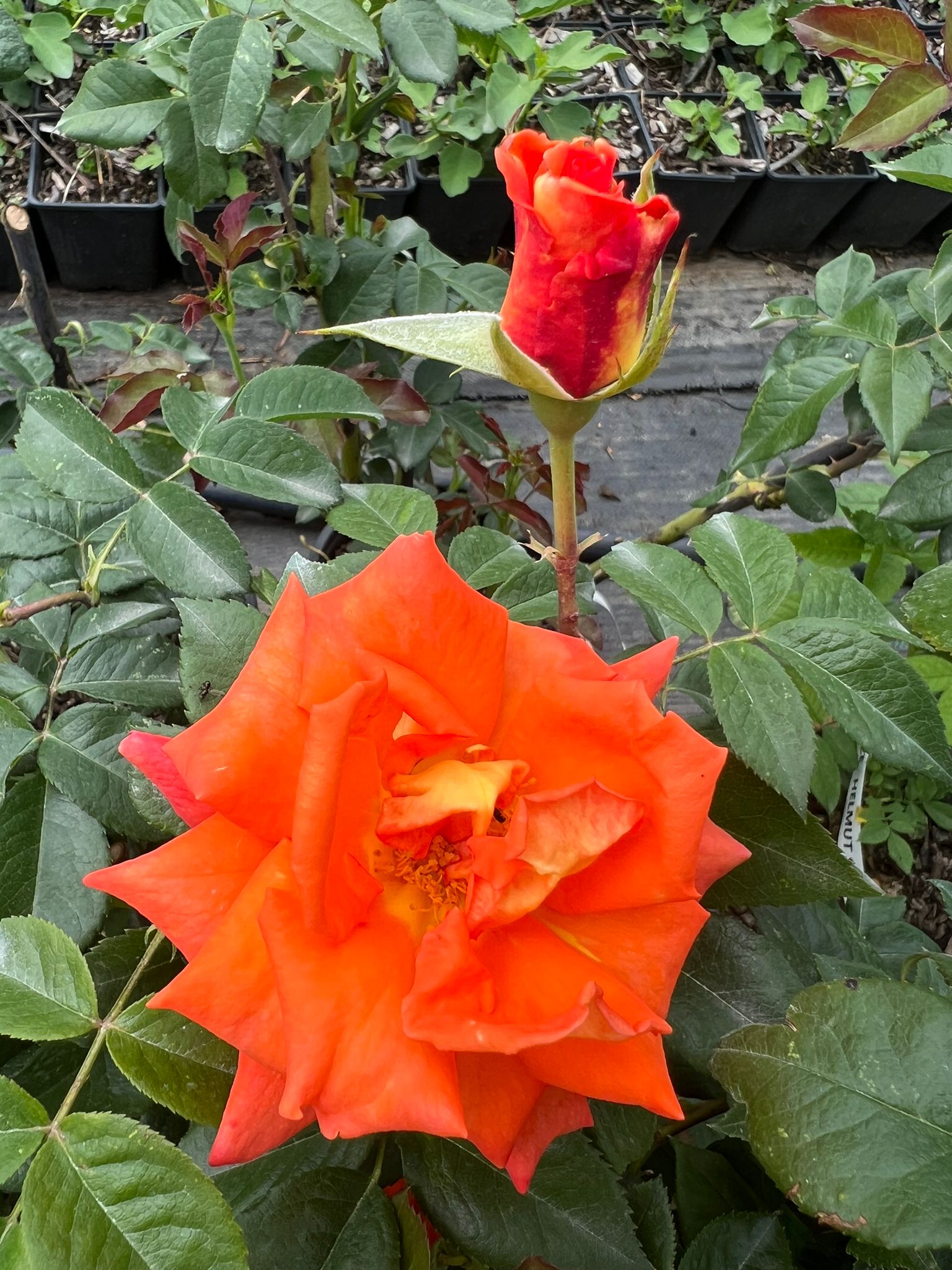 ruža monika oranžovo žlto červený kvet