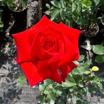 ruža lidka červený kvet