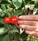 ruža plodová Karpatia červené plody detail