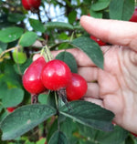 ruža plodová Karpatia červené plody detail