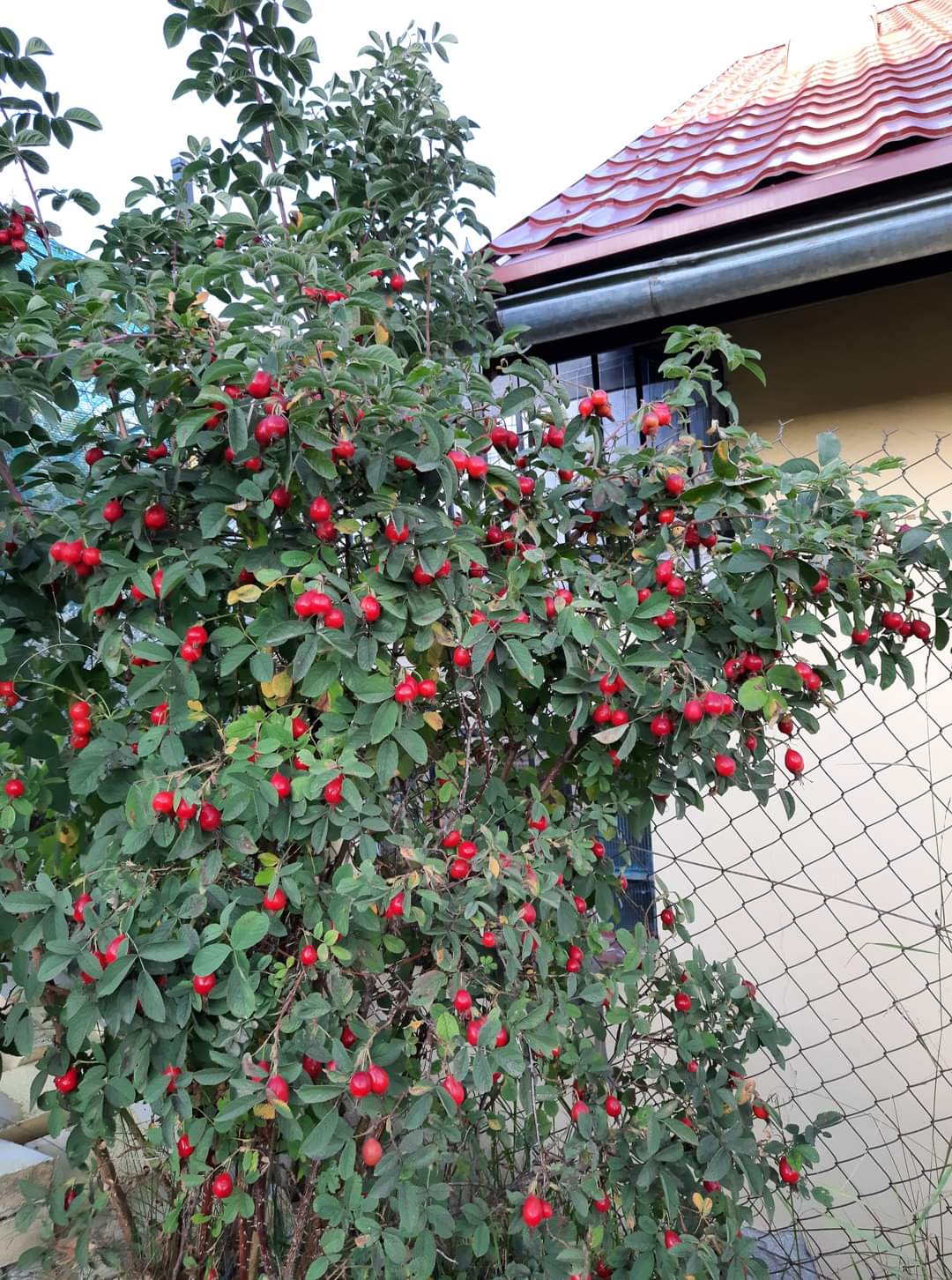 ruža plodová Karpatia krík