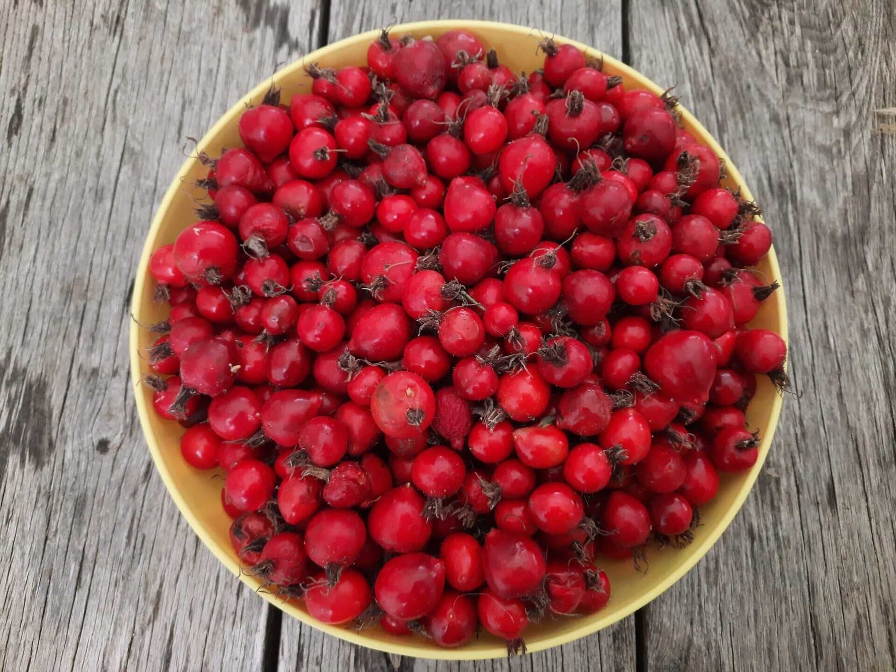 ruža plodová Karpatia červené plody v miske