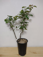 Ruža Queen of Bermuda kontajner