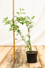 ruža šípová krík kontajner