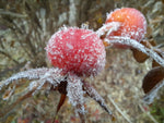 ruža vráskavá rosa rugosa plody
