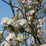 Sakura Amanogawa