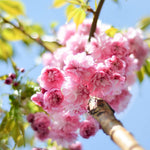 Sakura Kiku Shidare