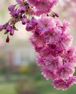 Sakura Kiku Shidare
