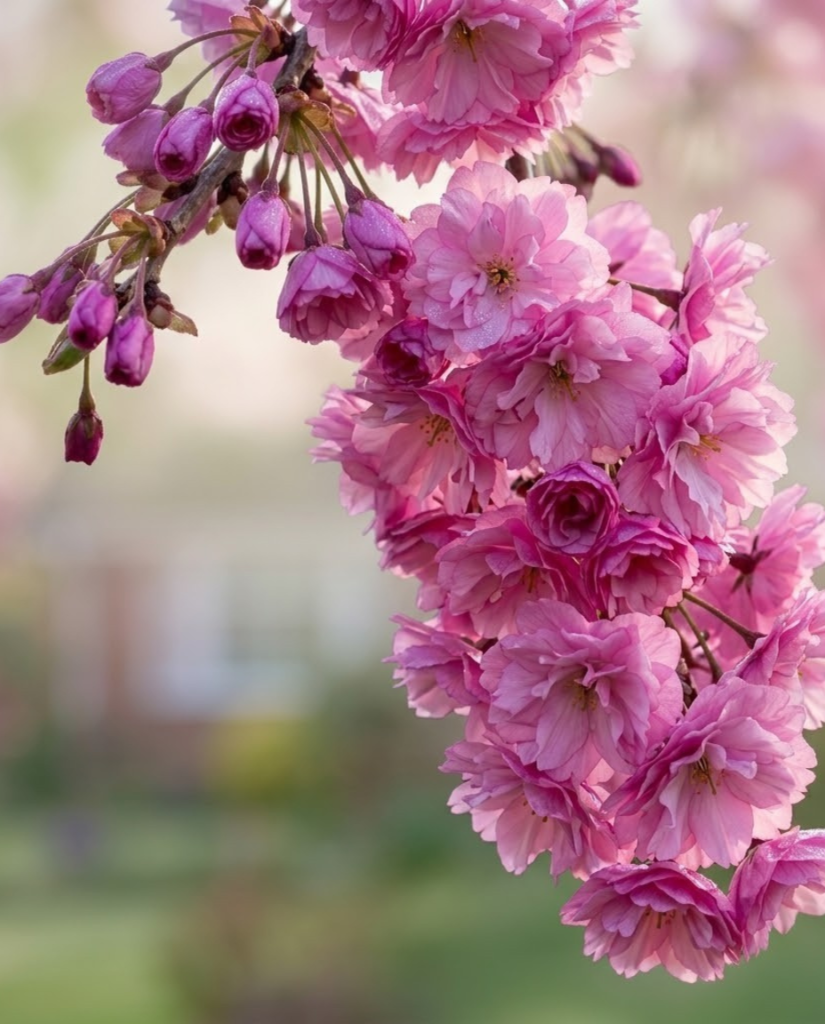 Sakura Kiku Shidare